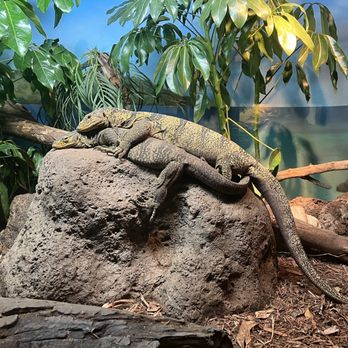 Bronx Zoo - Monitor lizards - Zoos Near Me - Bronx, New York Bronx Zoo - Monitor lizards - Zoos Near Me - Bronx, New York