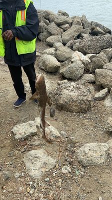 Candlestick Point State Recreation Area by null
