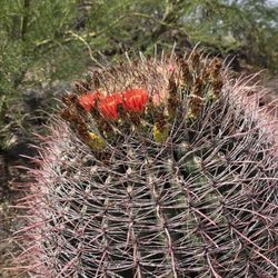 Saguaro National Park  - Tucson - Cactus Flowers  08-28-2026