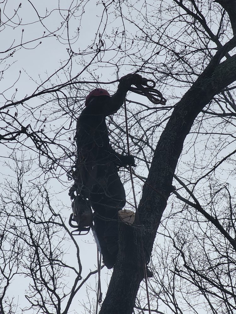 P&B TREE REMOVAL AND STUMP GRINDING Request a Quote Lebanon