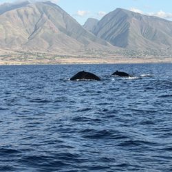 Maui Ocean Adventures - Whales!