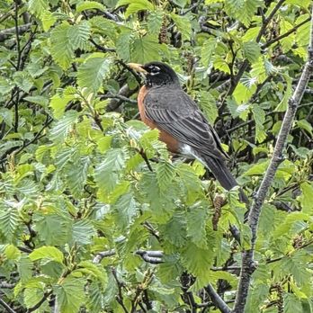 Alpine Loop Trail - A bird on the trail. Can you identify it? I think it's a Robin. - Hiking Near Me - Juneau, Alaska Alpine Loop Trail - A bird on the trail. Can you identify it? I think it's a Robin. - Hiking Near Me - Juneau, Alaska