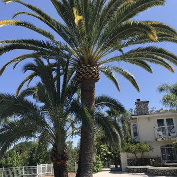 Green Bee Tree Service - Tree Services Near Me - Escondido, California