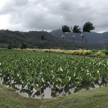 Ho'opulapula Haraguchi Rice Mill - Taro farm in beautiful Hanalei valley. - Community Service/Non-Profit Near Me - Hanalei, Hawaii Ho'opulapula Haraguchi Rice Mill - Taro farm in beautiful Hanalei valley. - Community Service/Non-Profit Near Me - Hanalei, Hawaii