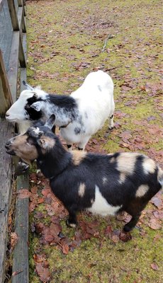 Maplewood Farm by null