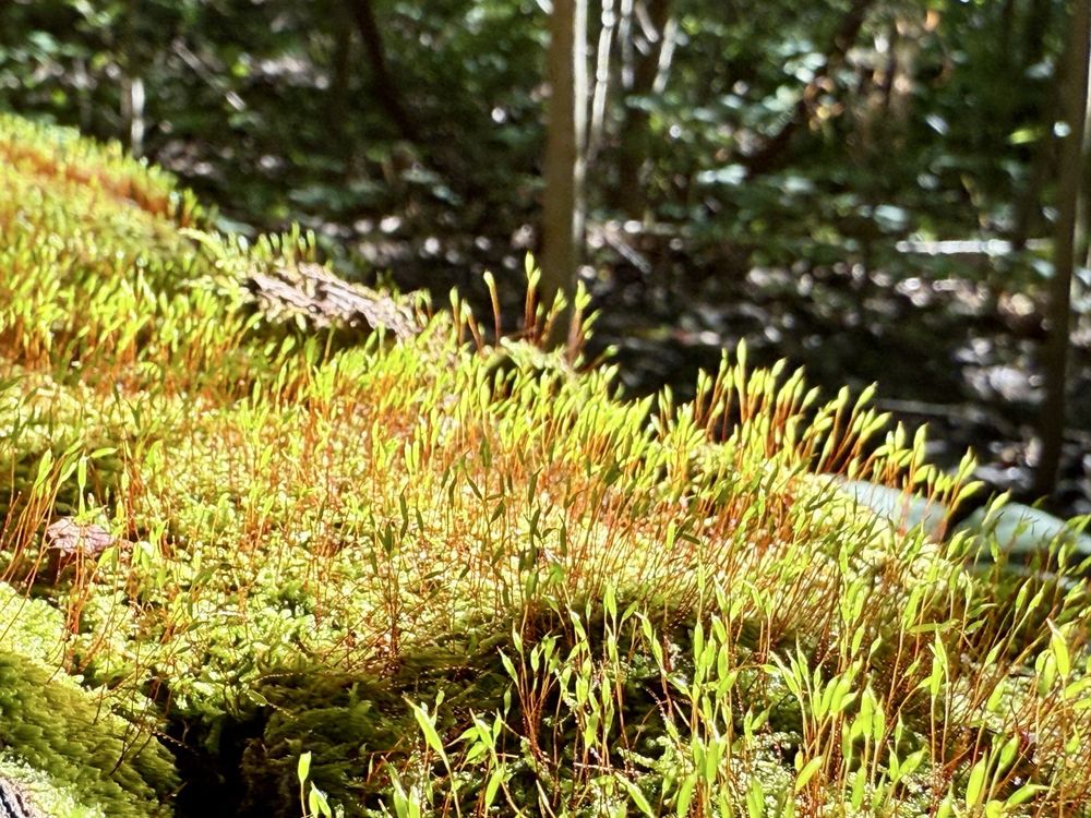 Cuyahoga Valley National Park