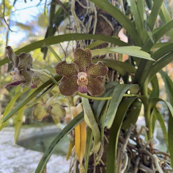 Miami Beach Botanical Garden - Orchid - Botanical Gardens Near Me - Miami Beach, Florida