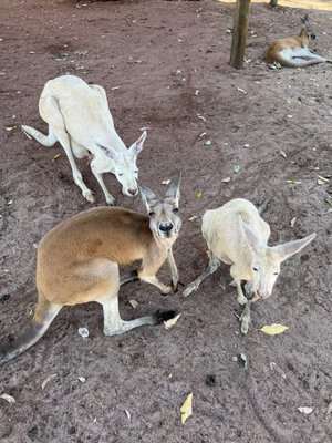 Caversham Wildlife Park by null