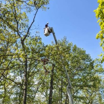 Canopy Tree Service - Tree Services Near Me