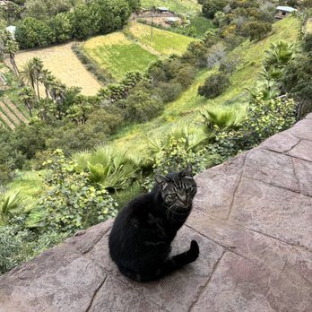 La Media Luna Restaurante - Cat that walked around and was so sweet - Mexican Near Me - Rosarito, BCN