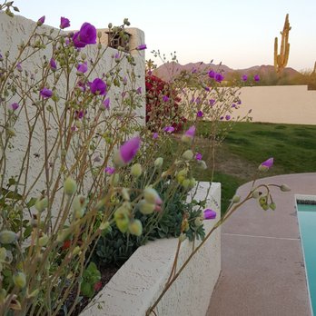 Moon Valley Nurseries - Alex G. helped add color & life to my pool. The plants weren't flowering when I purchased them, but Alex assured me..now so many blossoms! - Nurseries & Gardening Near Me - Peoria, Arizona