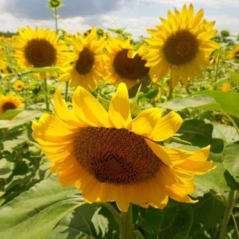 Sledd's U Pick - Pick Your Own Farms Near Me - Mims, Florida Sledd's U Pick - Pick Your Own Farms Near Me - Mims, Florida