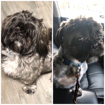 Petco - Before & After - Pet Groomers Near Me - Charlotte, North Carolina