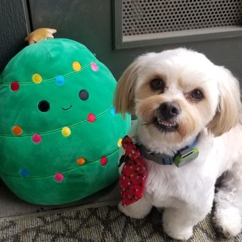 Woof Pack Grooming - Pet Groomers Near Me - Camarillo, California Woof Pack Grooming - Pet Groomers Near Me - Camarillo, California