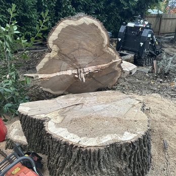 Arbor Pacific Tree Work - Tree Services Near Me