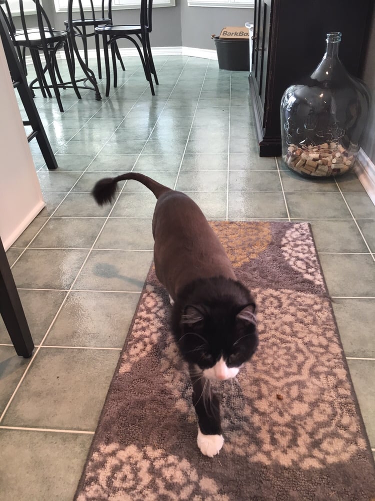 TLC GRROOMING Updated August 2024 2897 Hwy 66, Rockwall, Texas