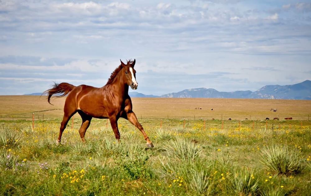 Serenity Hills Ranch - equestrian in Colorado Springs, CO