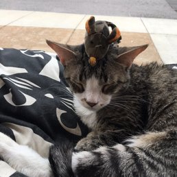 Cutest cat ever!!