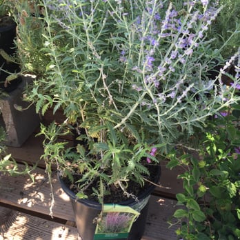 Green Acres Nursery & Supply - Nurseries & Gardening Near Me - Rocklin, California Green Acres Nursery & Supply - Nurseries & Gardening Near Me - Rocklin, California
