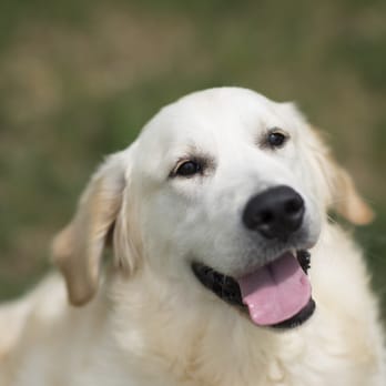 Knudawn Southern Goldendoodles & K9 Training - Pet Breeders Near Me Knudawn Southern Goldendoodles & K9 Training - Pet Breeders Near Me