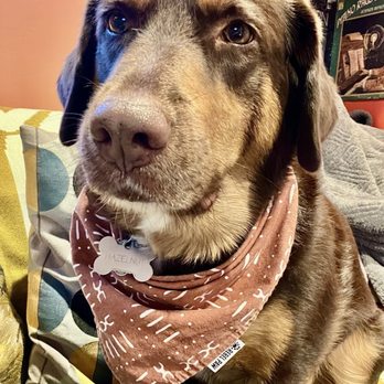 Kibbles & Cuts - clean doggie! - Pet Groomers Near Me - Sandy, Utah Kibbles & Cuts - clean doggie! - Pet Groomers Near Me - Sandy, Utah