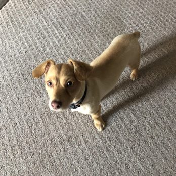 Baxter's Mobile Salon - Fresh after - Pet Groomers Near Me - Beaumont, California