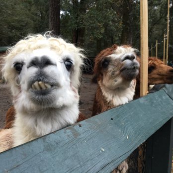 Bee City Zoo - Petting Zoos Near Me - Cottageville, South Carolina