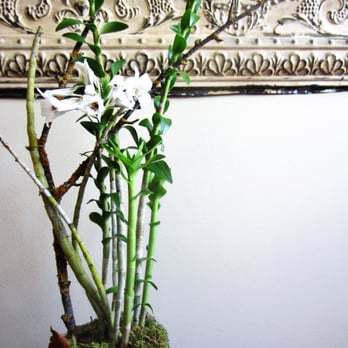 Beautiful Orchids - Home Decor Near Me - San Francisco, California Beautiful Orchids - Home Decor Near Me - San Francisco, California