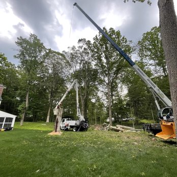 Ramos & V Tree Company - Crane and bucket truck set up in yard. - Tree Services Near Me Ramos & V Tree Company - Crane and bucket truck set up in yard. - Tree Services Near Me