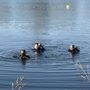 Photo of Island Divers