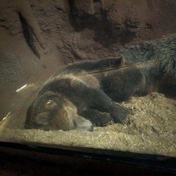 Bearizona - Zoos Near Me - Williams, Arizona