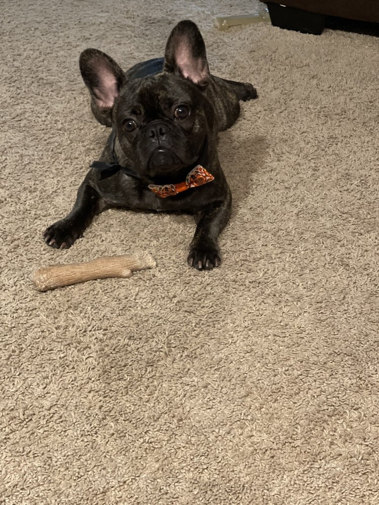 A PICTURE PERFECT PET Updated September 2024 19 Reviews 6300 N