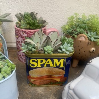Succulent Coffee - Coffee & Tea Near Me - Oceanside, California
