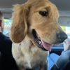 Mr. Rogers Dog Boarding & Day Care gift card