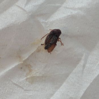 Residence Inn by Marriott Ocean Township - Some kind of bug walking across the floor when we woke up. Should desk person and like no biggie. - Hotels Near Me - Oakhurst, New Jersey