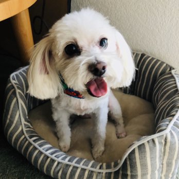 Noah's Arf - Tilly doesn't look homeless anymore. - Pet Groomers Near Me - Redlands, California