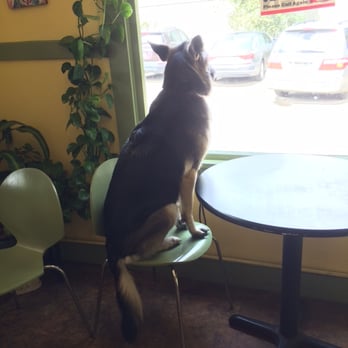 Windmill Cafe - Bailey at Windmill Cafe - Cafes Near Me - Santa Cruz, California Windmill Cafe - Bailey at Windmill Cafe - Cafes Near Me - Santa Cruz, California