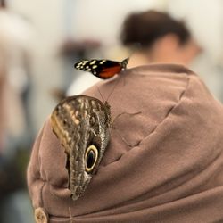 The Flower Fields - Butterfly on hat