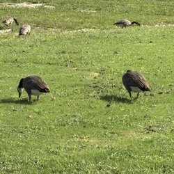 Veteran's Park - Alabaster - Canadian Geese doing life