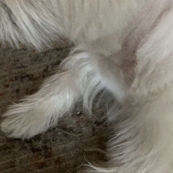 Bff Petwash - Pet Groomers Near Me - Brooklyn, New York