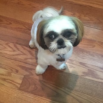 VIP Pet Elite - Look at my new haircut! (Sarah did an amazing job!) - Pet Groomers Near Me - Alexandria, Virginia VIP Pet Elite - Look at my new haircut! (Sarah did an amazing job!) - Pet Groomers Near Me - Alexandria, Virginia