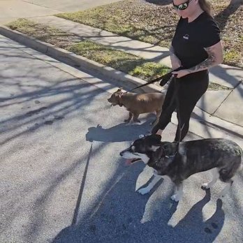 K911! - Pet Training Near Me