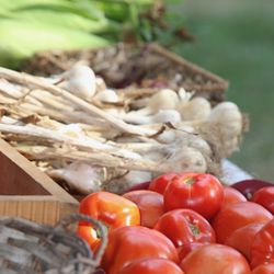 Monroe Farmers Market - Fresh, local vegetables including garlic, tomatoes, peppers and squash from These Things Take Thyme in Shelton, CT.