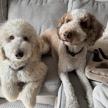 Pets In Need - Animal Shelters Near Me - Redwood City, California