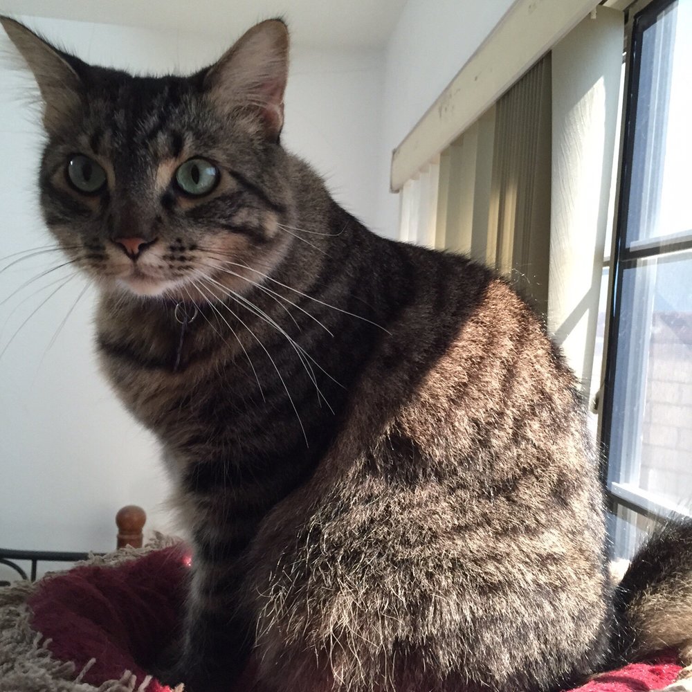 PeeWee's Playdates - Full service care includes cats. My Maine Coon LOVES Carissa! - Dog Walkers Near Me