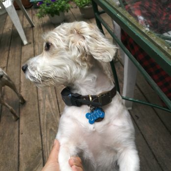 Petco - close shaven body and long haired in the face! looks silly! - Pet Groomers Near Me - Latham, New York Petco - close shaven body and long haired in the face! looks silly! - Pet Groomers Near Me - Latham, New York