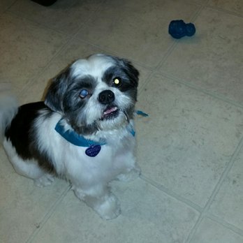Puppy Paws Grooming - Linus, Wee Rescue of Austin. Looking handsome and ready for his forever home. Thanks Ms. Pat! - Pet Groomers Near Me - Taylor, Texas Puppy Paws Grooming - Linus, Wee Rescue of Austin. Looking handsome and ready for his forever home. Thanks Ms. Pat! - Pet Groomers Near Me - Taylor, Texas