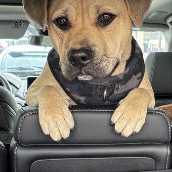 K9 Mania Dog Training - Pet Training Near Me - Deer Park, New York K9 Mania Dog Training - Pet Training Near Me - Deer Park, New York