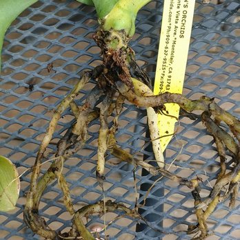 Norman's Orchid Nursery - This was the plant I received on day 14 after receipt, after spraying with fungicide and repotting in drier medium (came soaked in moss) - Nurseries & Gardening Near Me - Montclair, California