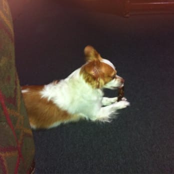 Mountain Paws - This is Twitter Celeb @bucky_jocoy enjoying his bully braid stick from Mountain Paws store in Idyllwilf. - Pet Stores Near Me - Idyllwild, California